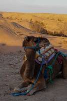 Brandon HUNT - BRANDON HUNT