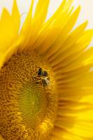 Elie POUYANNE - DIRECTED BY ELIE